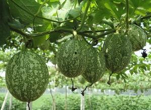 巨型吃瓜图,揭秘瓜界奇观背后的故事